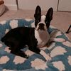 finn_the_boston