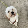 penricoq
