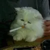 tinabruti
