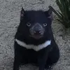 liyahwdp