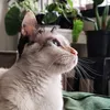 julianawh
