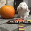 honey_and_archie