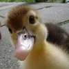 the_woofy_duck