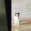 ainiee_01