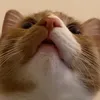 luigii_14