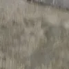 dacioneto