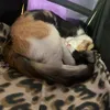 belinha_12052024
