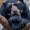 bigbearballz