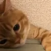 _loloookkkkjh