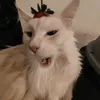 giaisokok
