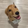 daisytheretreiver