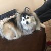 pomskypowerashley