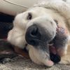 oli_lapi1065