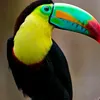 sapicaa_00