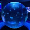 jellybeanjellyfish3