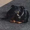_therealdonutdog