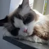 ragdollcleo