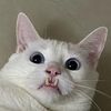 vampiritook