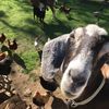 little_farm_on_the_bayou