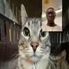 gai_tuma