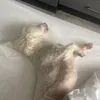 sofiaruoc