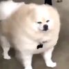 lexihydron