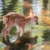 bellabunideer