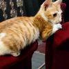 mypetpo