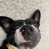 keatonthegoodestboy