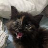 kitt.cat13