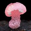 🍄