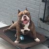 grizzlynycbully