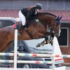 springreiterweib