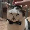 sherpy_y