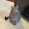 kingsalmonontherise