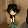 mustacherico