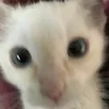jejfwlkswl