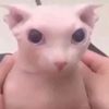 aidenisfat7
