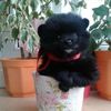 kerry_the_pom