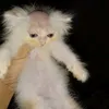 puppy_cat_nya