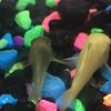 dead_fishes