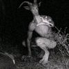 bluegoatman