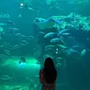bonglantrungmuoi6