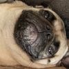 kevingarythepug