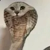 pencinka