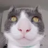 a__n__t__o__n__e__ll__a