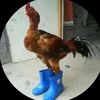 kaitkocoo