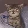 cakepuffin