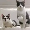 trzmielefunclub