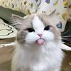 cheesysting